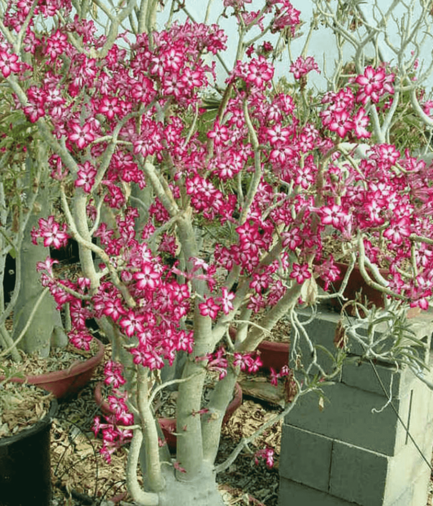 Adenium Multiflorum