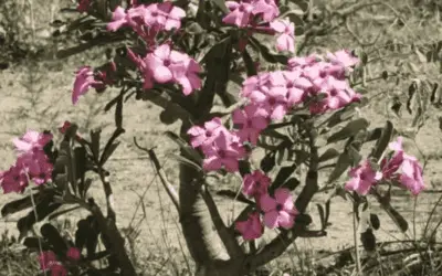 Adenium Swazicum