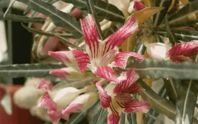 Adenium Somalense Var. Crispum