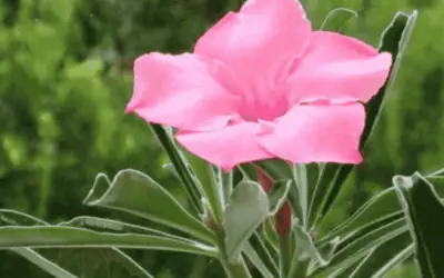 Adenium Obesum Subsp. Swazicum