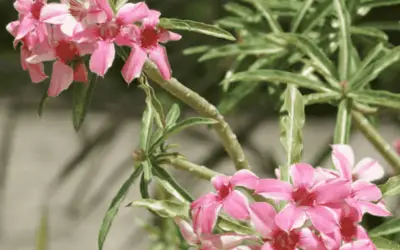 Adenium Obesum Subsp. Somalense