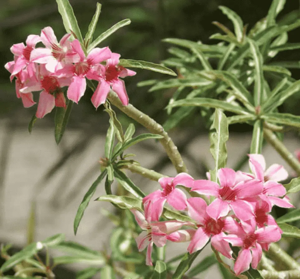 Adenium Obesum Subsp. Somalense