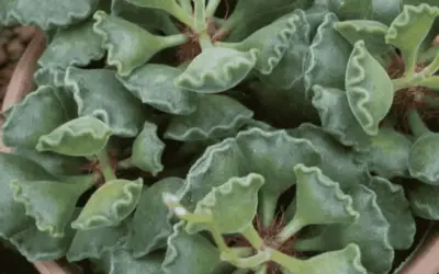 Adromischus Crastatus ‘Indian Clubs’