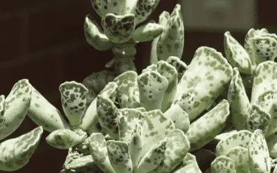 Adromischus Cooperi