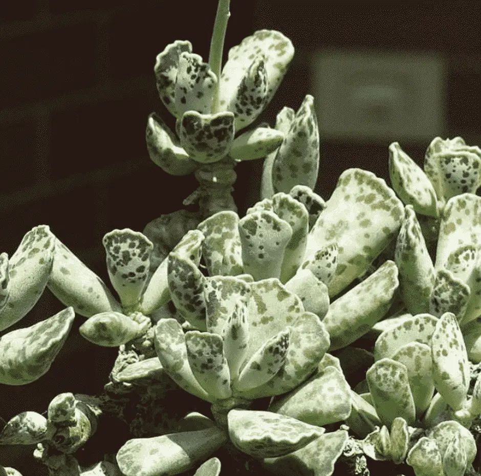 Adromischus Cooperi succulent plant with round, pebble-like leaves