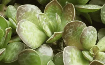 Adromischus Caryophyllaceus