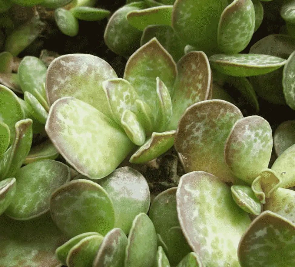 Adromischus Caryophyllaceus