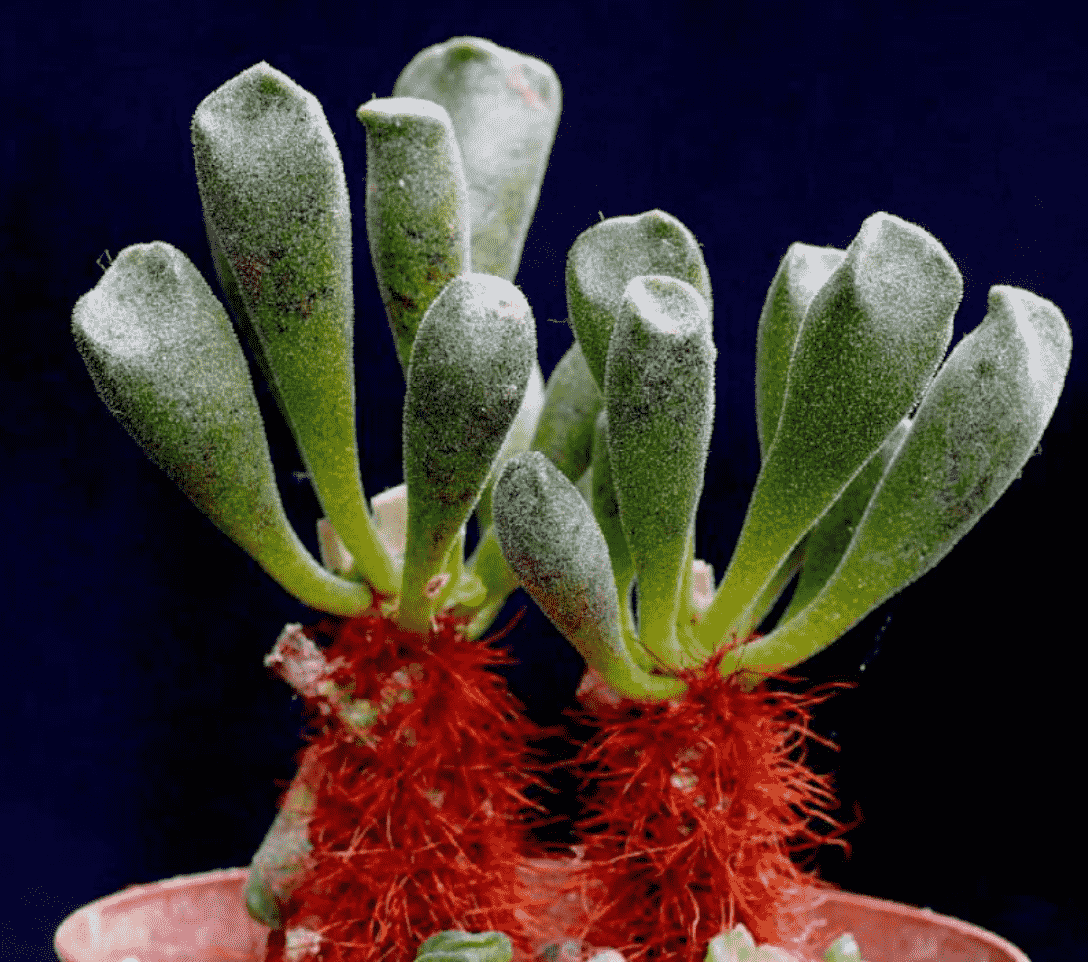 Adromischus Cristatus. Var Schonlandii