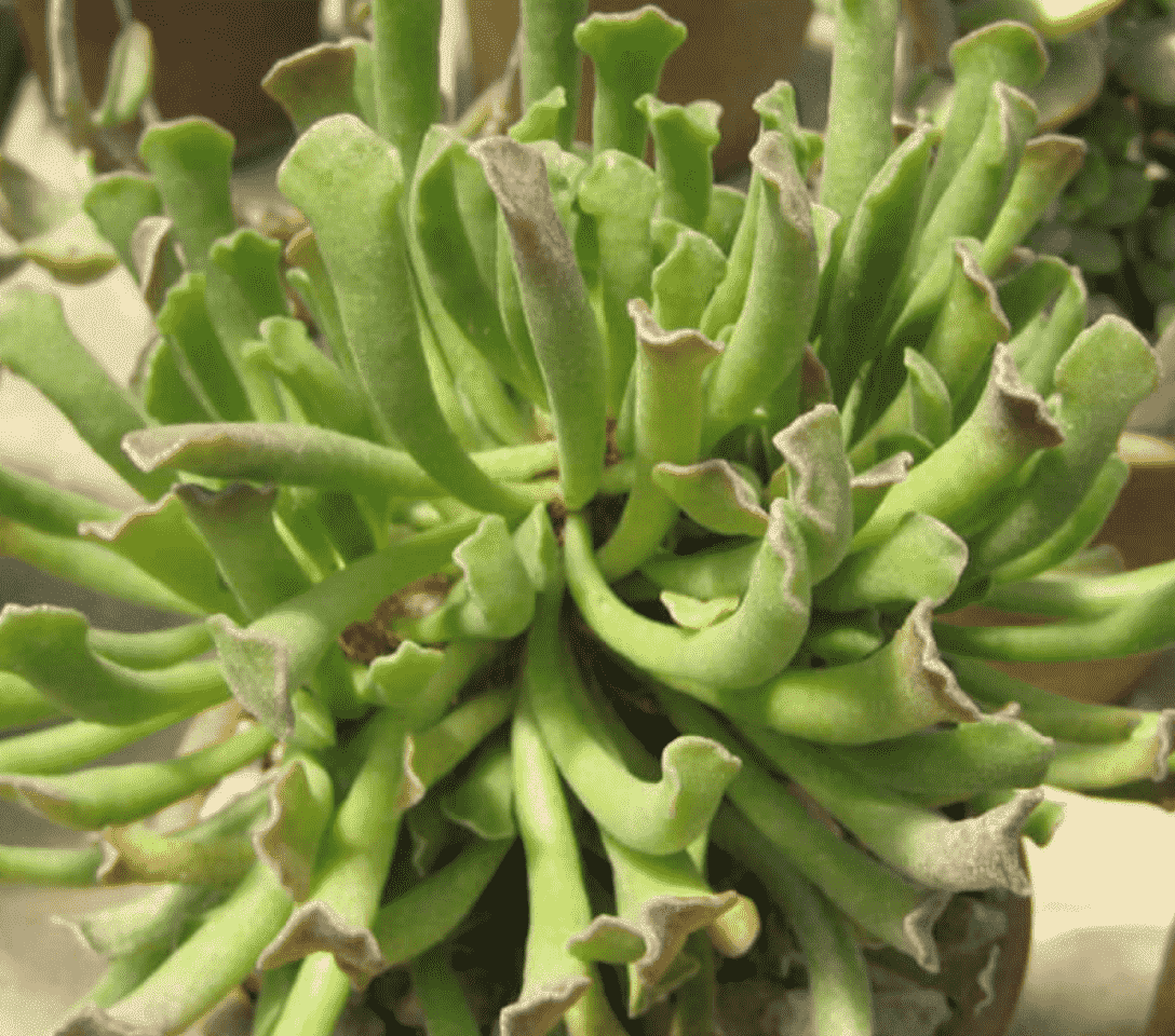 Adromischus Cristatus Var. Clavifolius