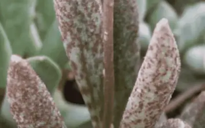 Adromischus Marianiae