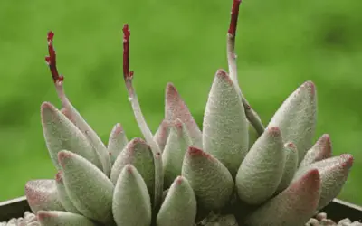 Adromischus Marianne ‘Alveolatus’