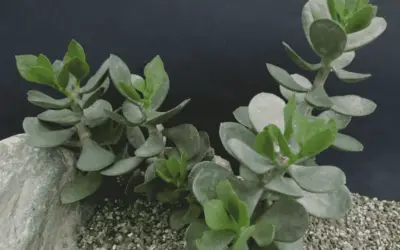 Adromischus Hemisphaericus