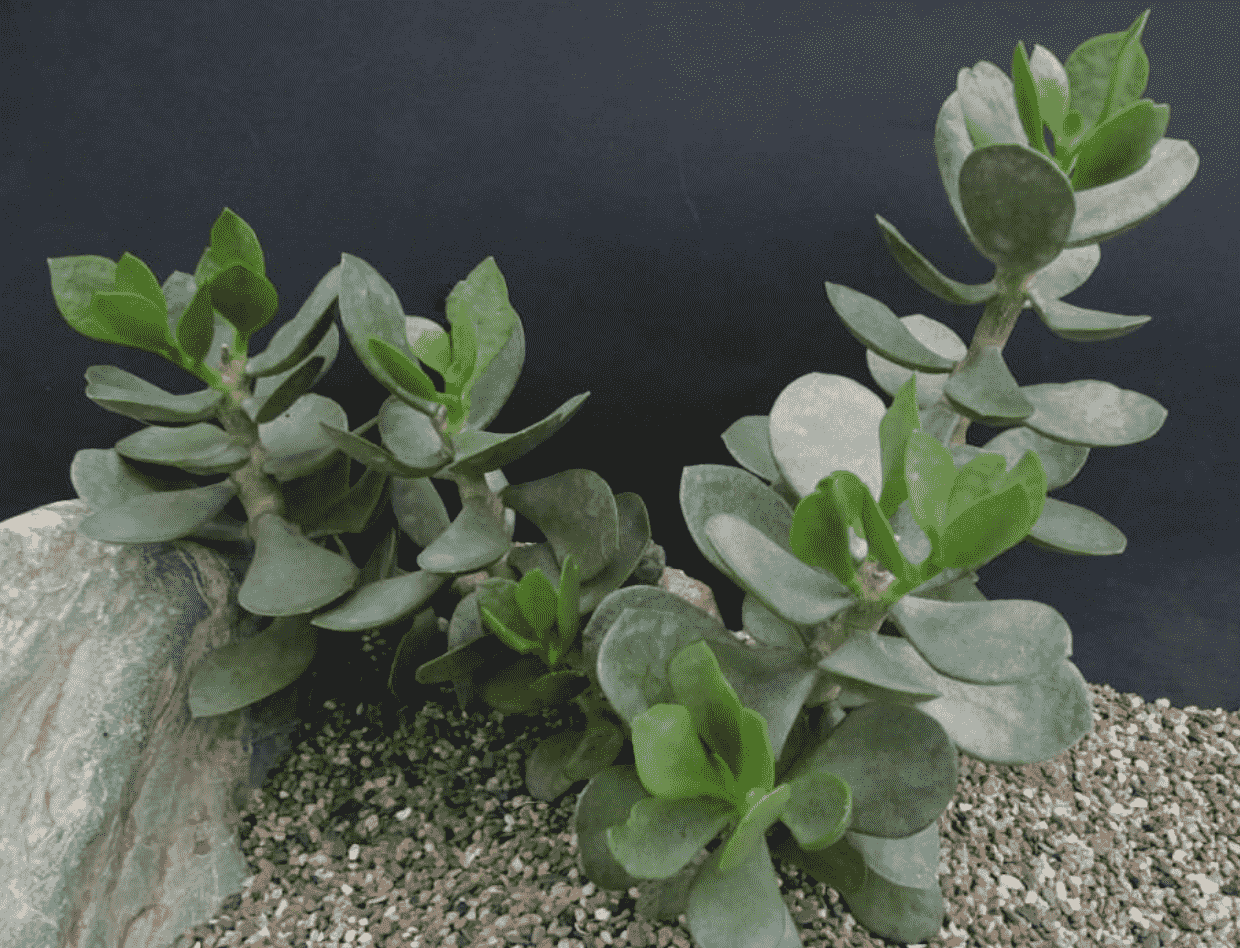 Adromischus Hemisphaericus