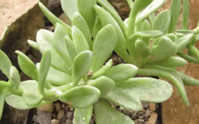 Adromischus Fallax