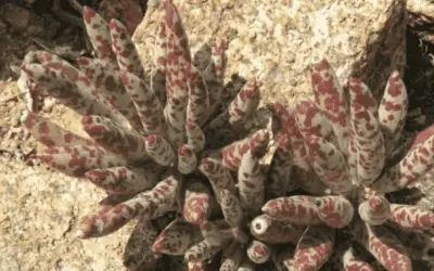 Adromischus Filicaulis