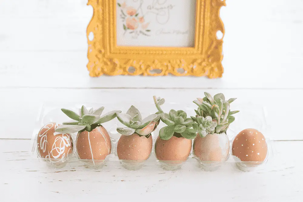 DIY Easter egg decoration with succulents