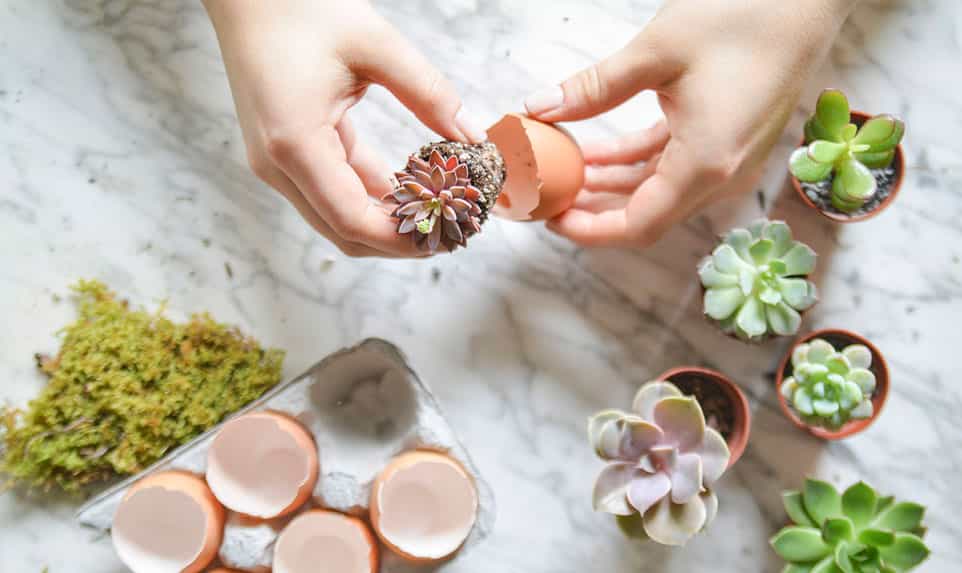 DIY Easter egg decoration with succulents