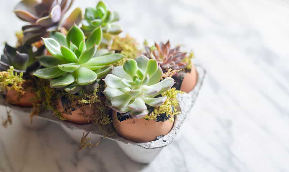 DIY Easter egg decoration with succulents