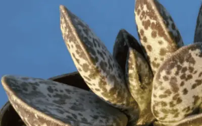 Adromischus Trigynus ‘Calico Hearts’