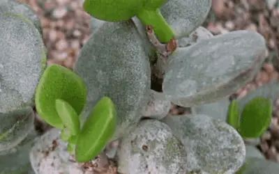 Adromischus Montium Klinghardtii