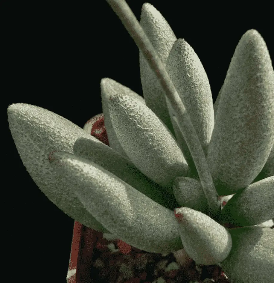 Adromischus Marianiae Var. Immaculatus