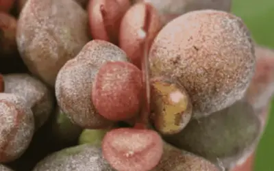 Adromischus Marianae ‘Little Spheroid’