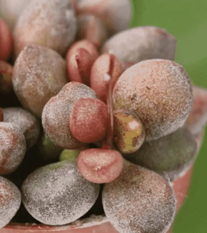 Adromischus Marianae 'Little Spheroid'