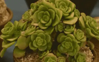 Aeonium ‘Lily Pad’