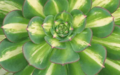 Aeonium ‘Lemon Lime’