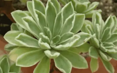 Aeonium ‘Frosty’