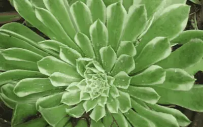 Aeonium ‘Emerald Ice’