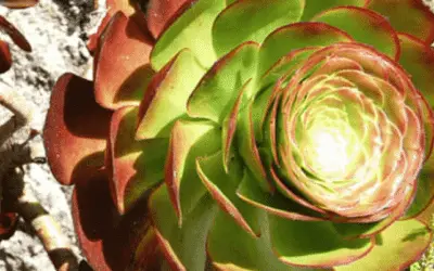 Aeonium ‘Cyclops’