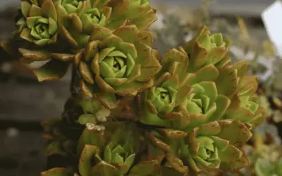 Aeonium ‘Bronze Medal’