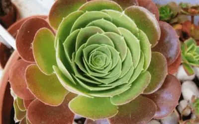 Aeonium ‘Blushing Beauty’