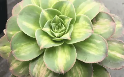 Aeonium ‘Moonburst’