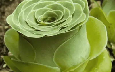 Aeonium Aureum ‘Green Rose buds’