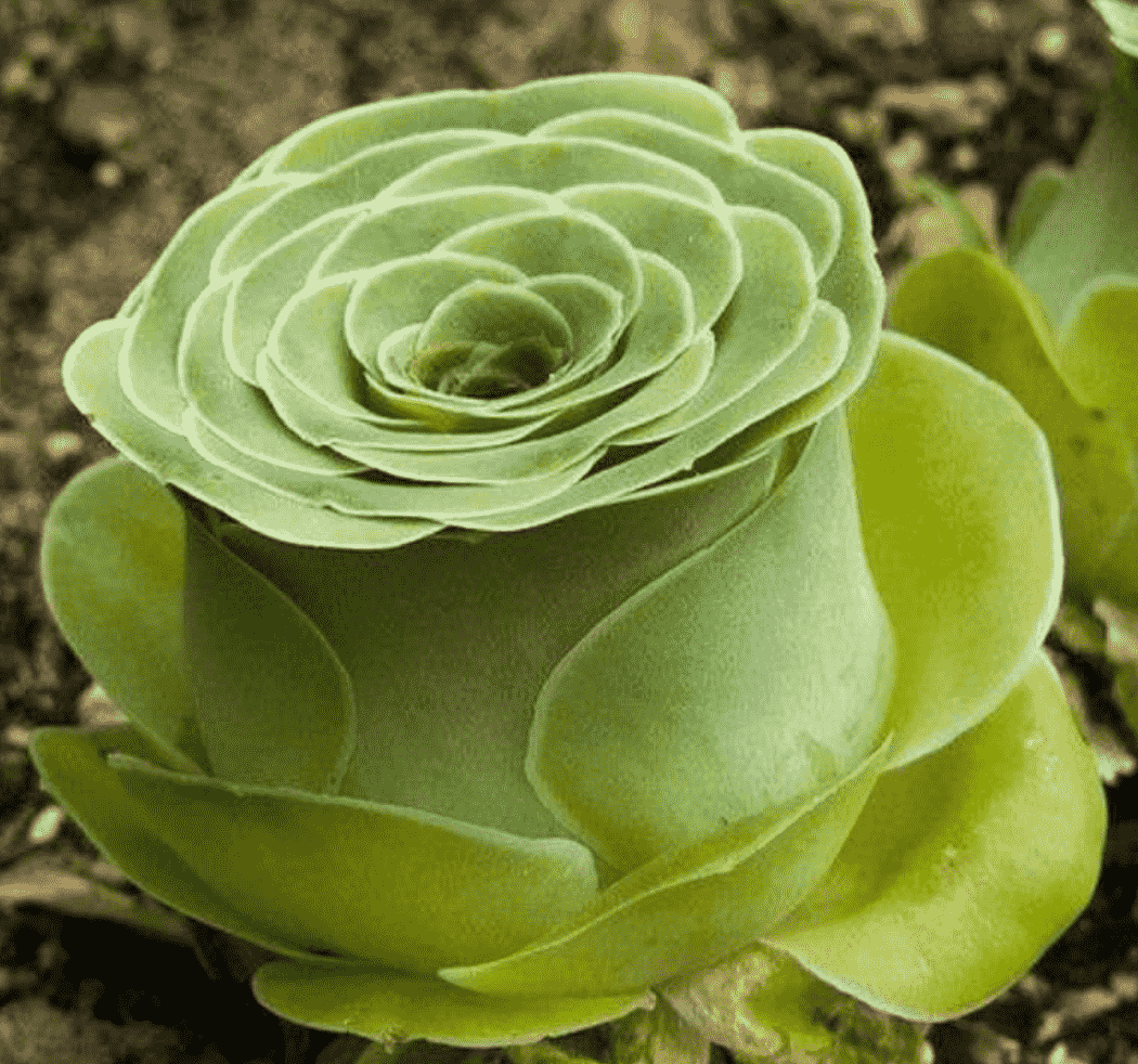 Aeonium Aureum 'Green Rose buds'
