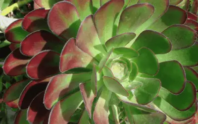 Aeonium Arboreum Var. Atropurpureum