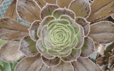 Aeonium Arboreum Var. Rubrolineatum