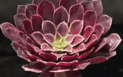 Aeonium ‘Zwartkin’