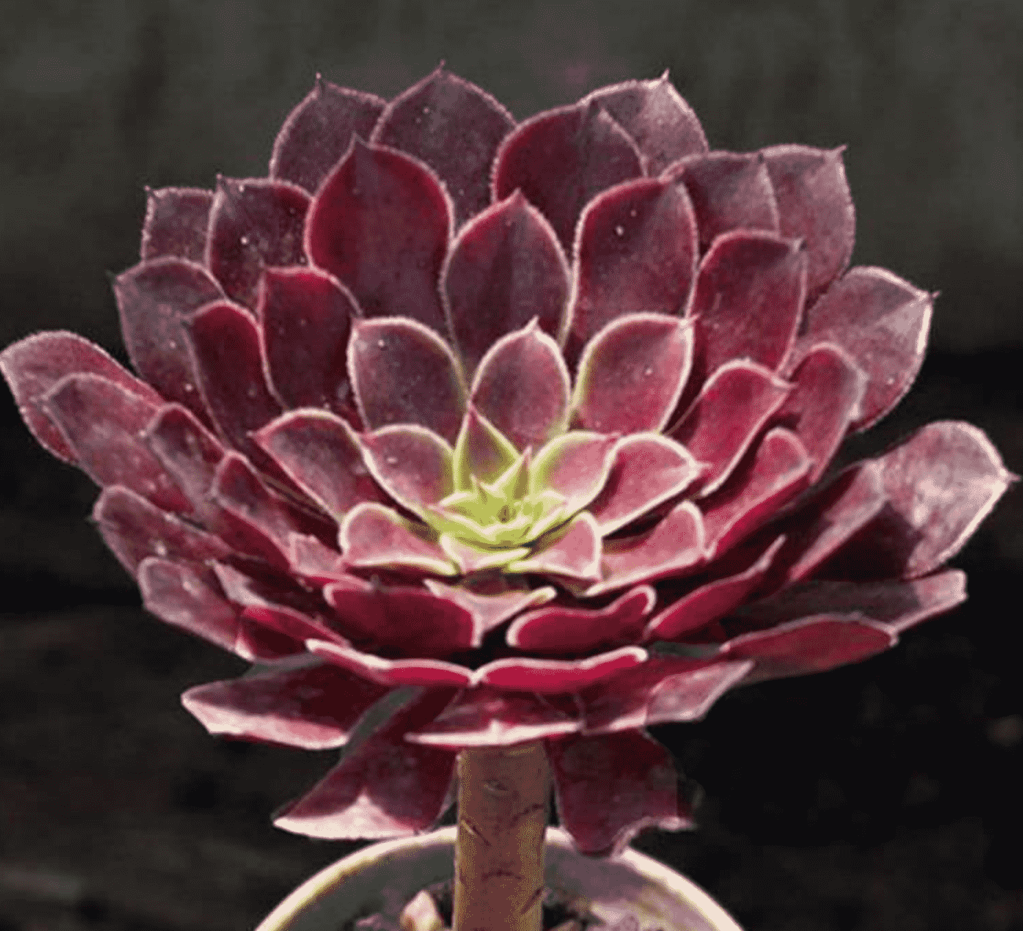 Aeonium ZWARTKIN Hybrid Succulent Cutting FRESH CUT & HEALTHY 