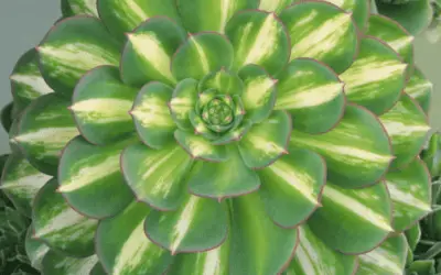 Aeonium ‘Starburst’