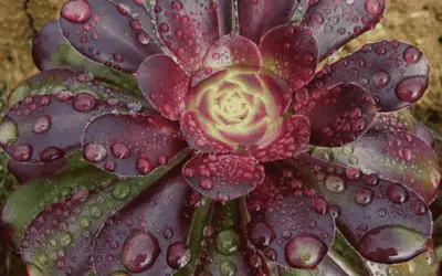 Aeonium ‘Plum Purdy’