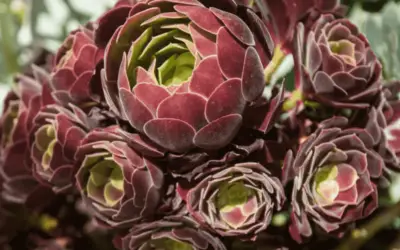 Aeonium ‘Velour’