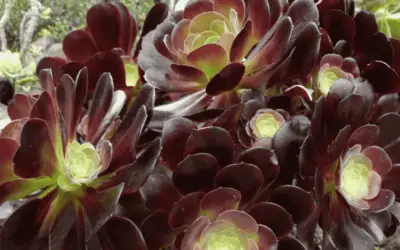 Aeonium ‘Voodoo’