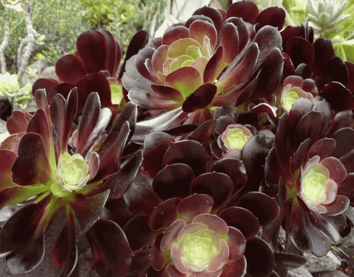 Aeonium 'Voodoo'