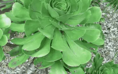 Aeonium Ciliatum