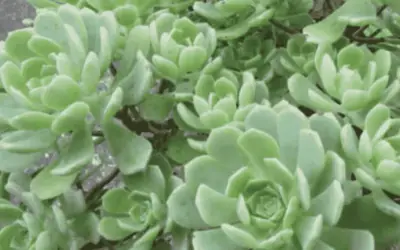 Aeonium Castello-Paivae