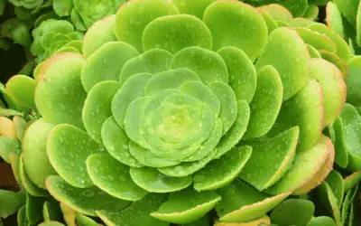 Aeonium Canariensi