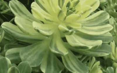 Aeonium Castello-Paivae ‘Variegata’